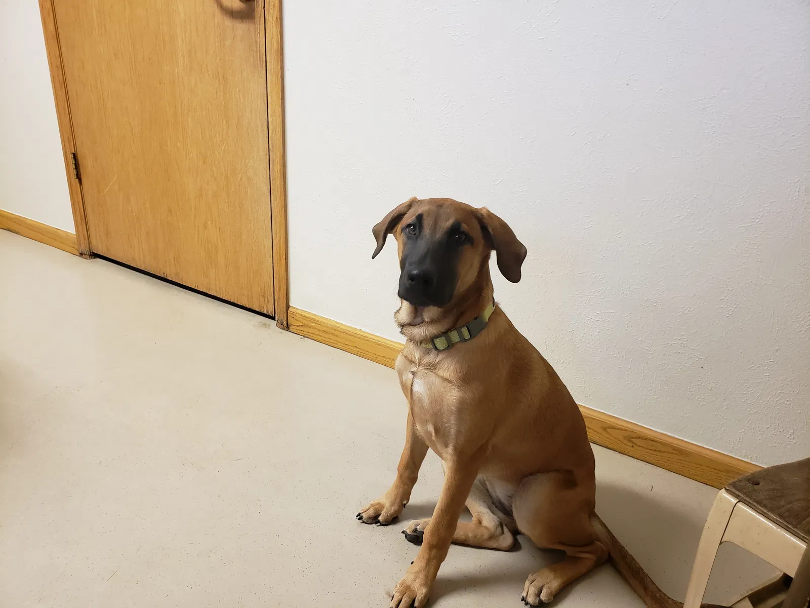 Lost dog in Denver, CO, 80234