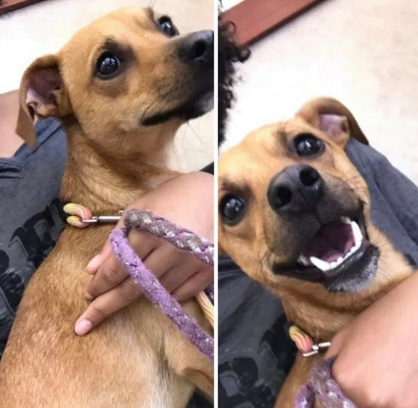 Lost dog in Lubbock, TX, 79401