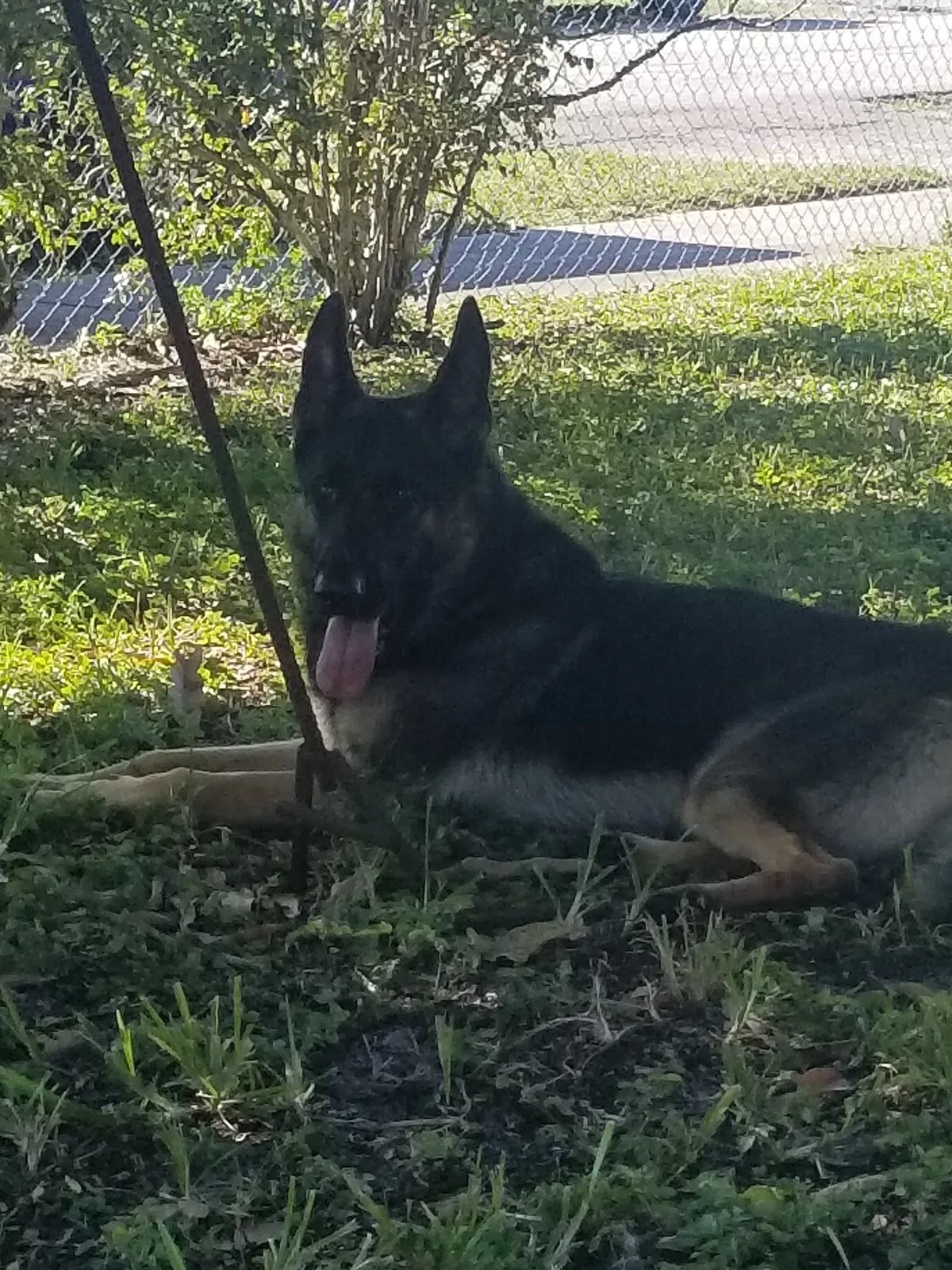 Found dog in Opa Locka, FL, 33055