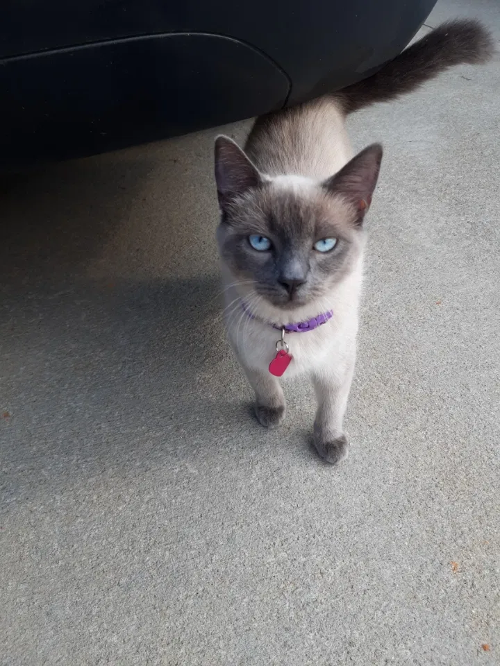 Lost cat in Inman, SC, 29349