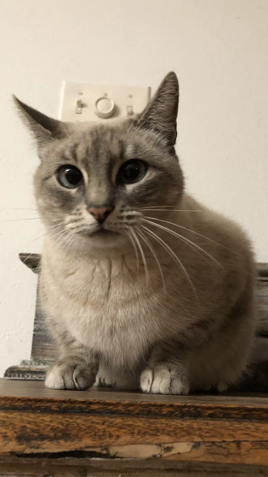 Lost cat in Gilmer, TX, 75645