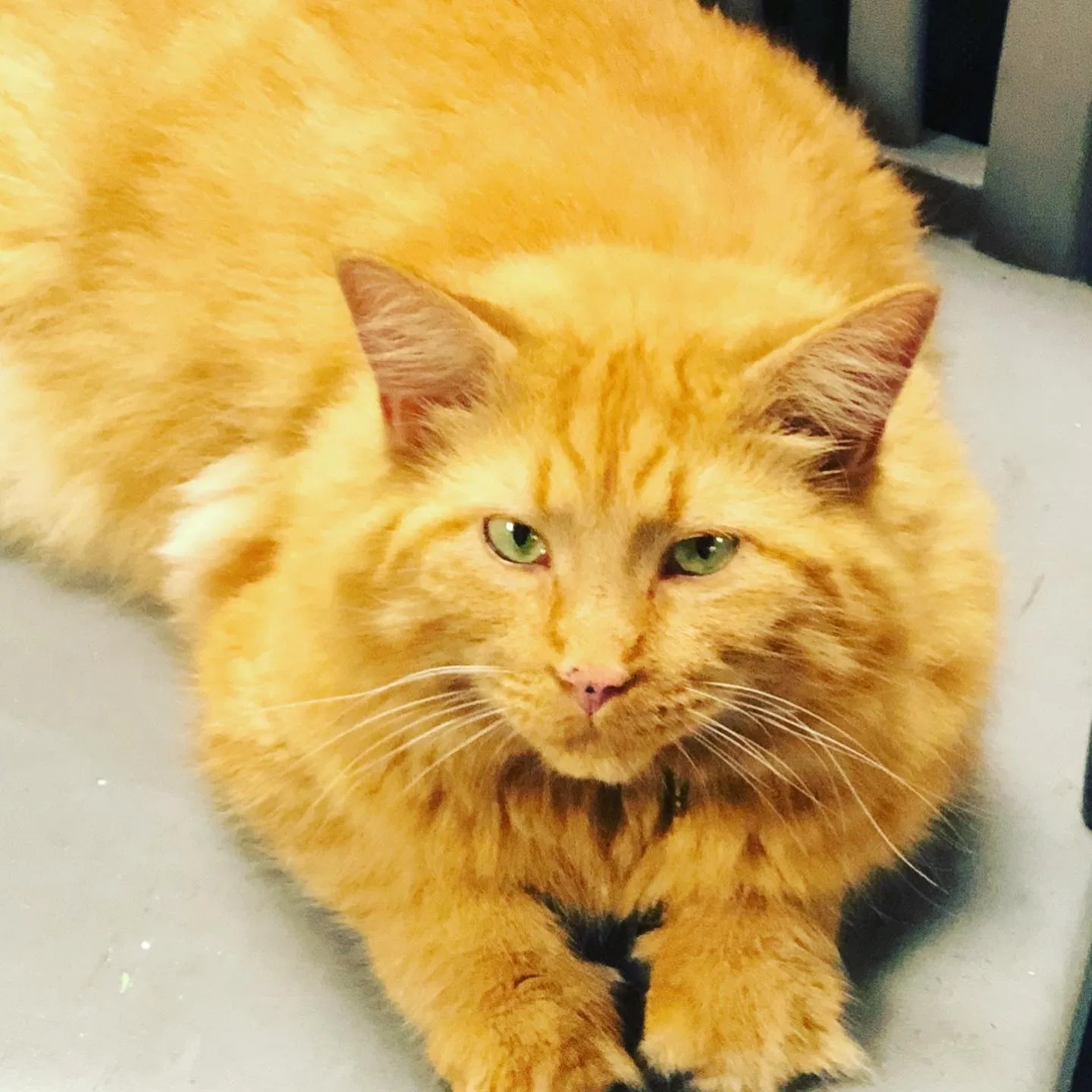 Lost cat in Knoxville, TN, 37922