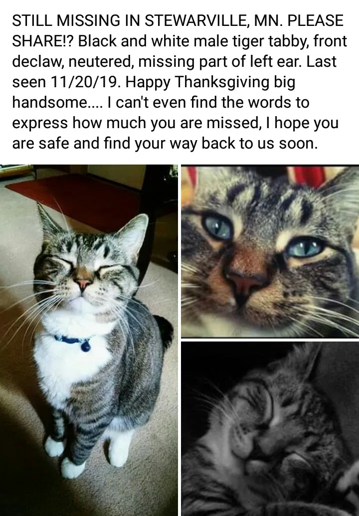 Lost cat in Stewartville, MN, 55976