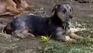 Lost dog in White Oak, TX, 75693