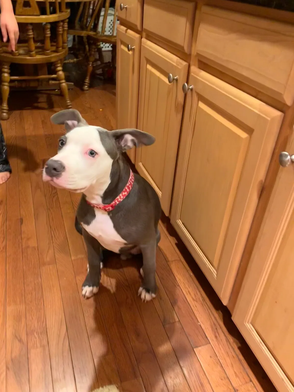 Lost dog in Silver Spring, MD, 20905