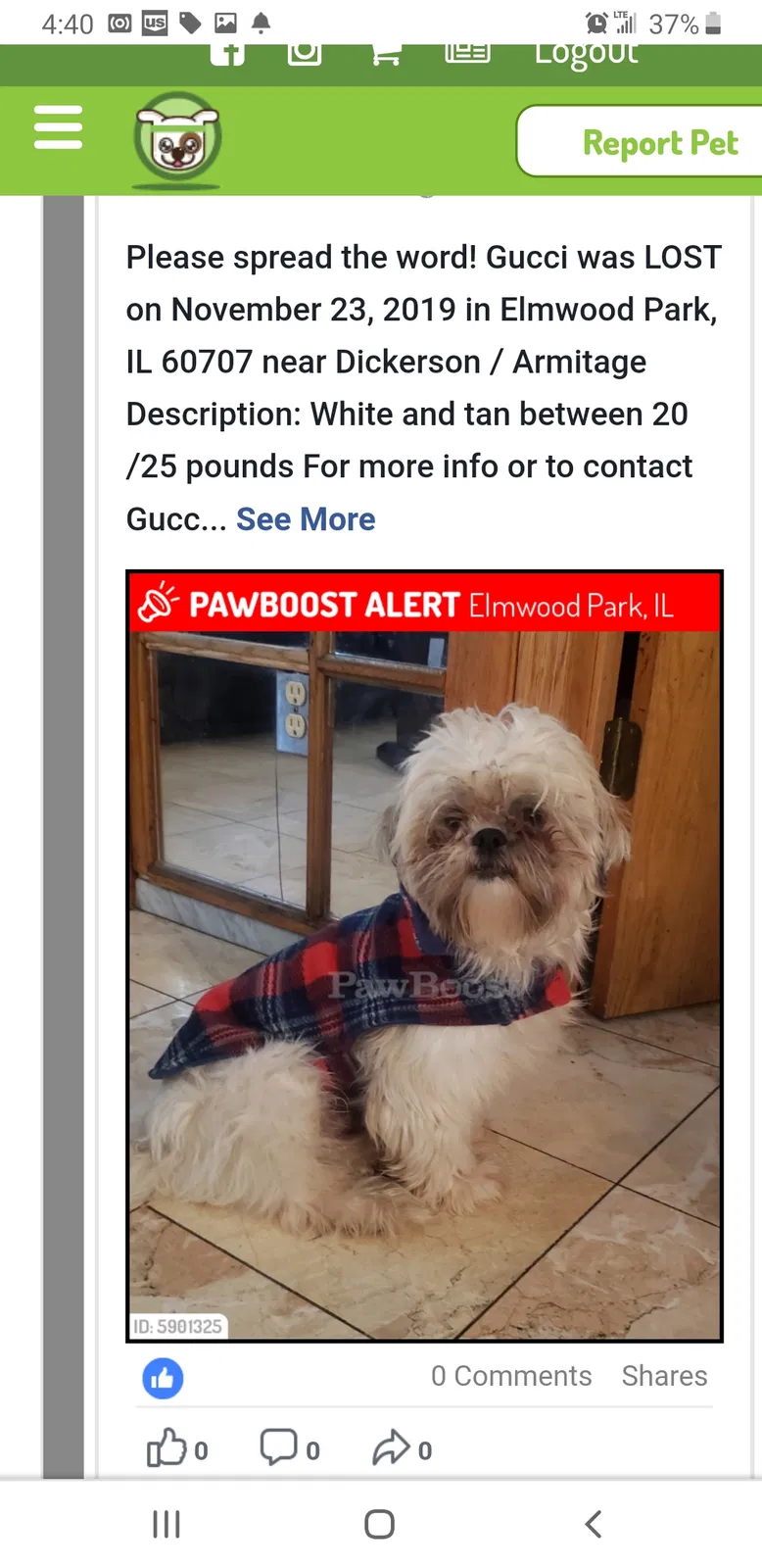 Lost dog in Elmwood Park, IL, 60707