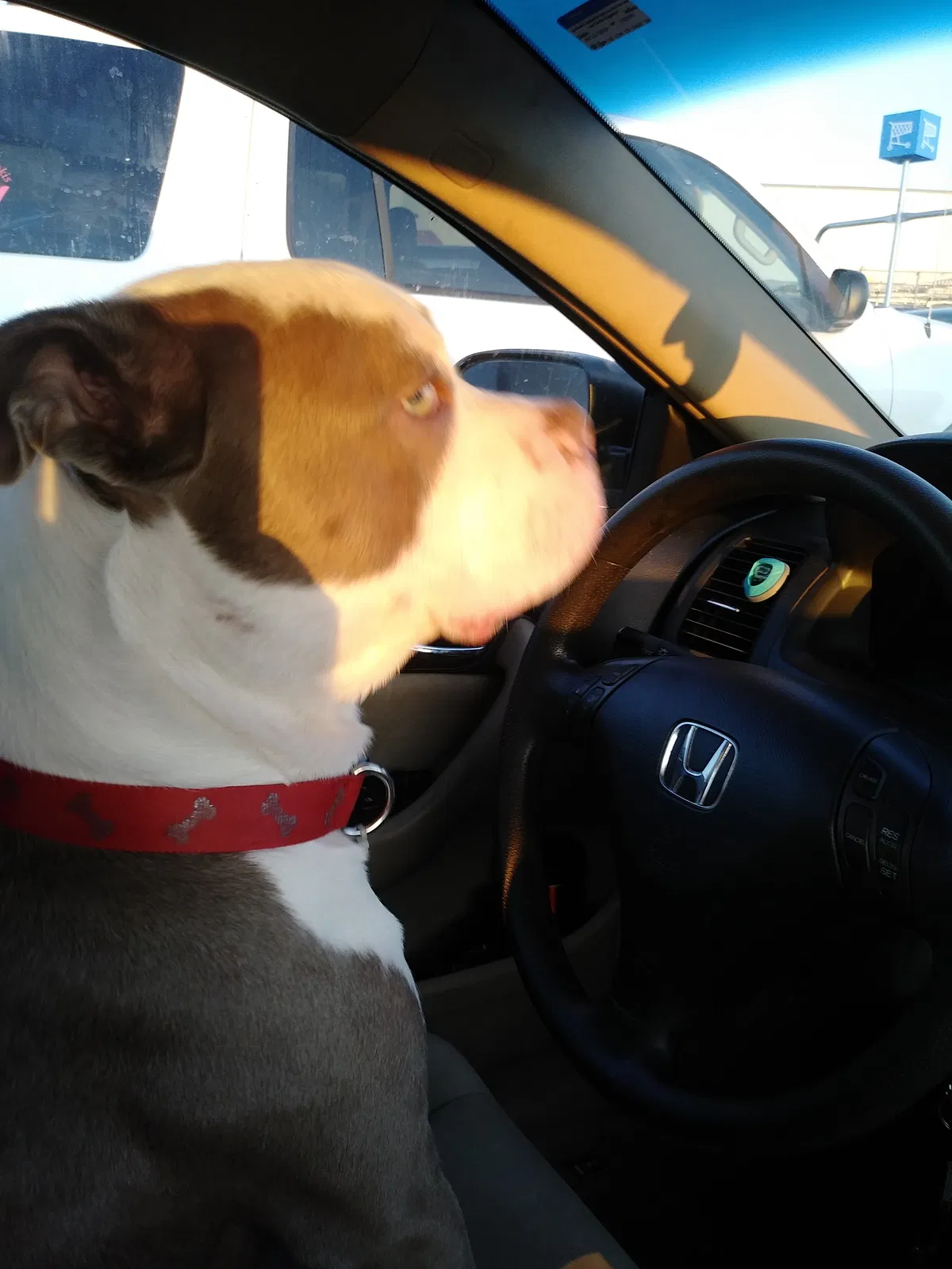 Lost dog in Springfield, IL, 62702
