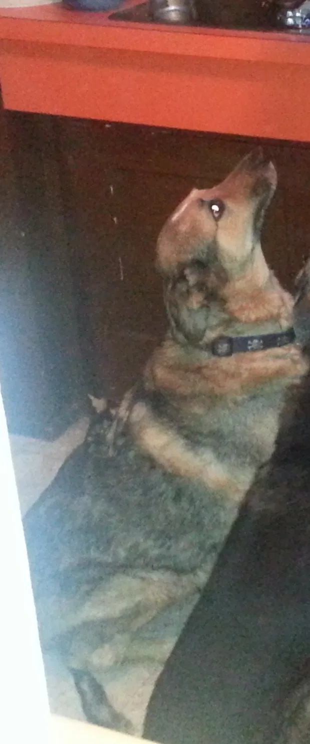 Lost dog in Columbus, OH, 43204