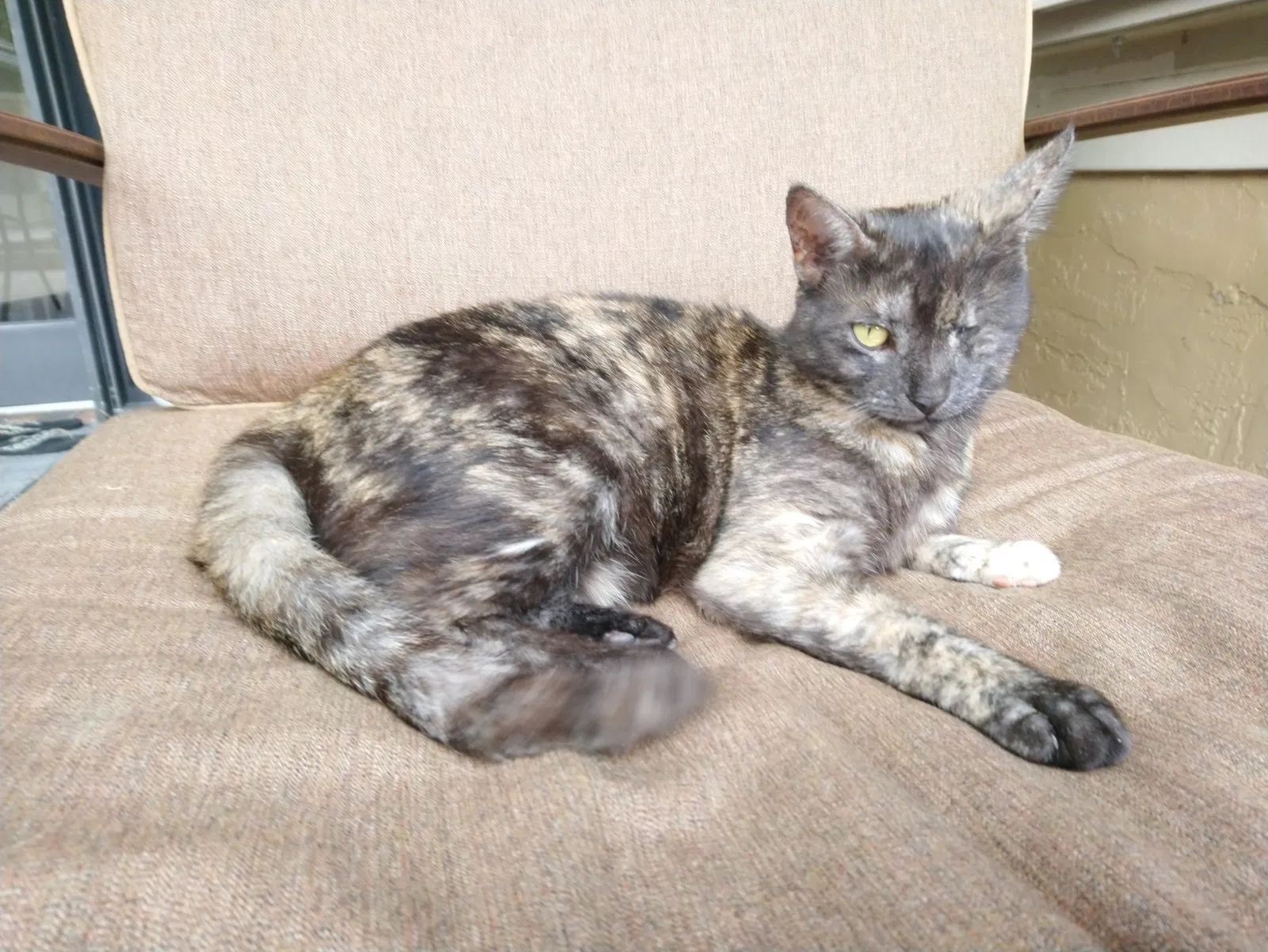 Lost cat in Fort Lauderdale, FL, 33331