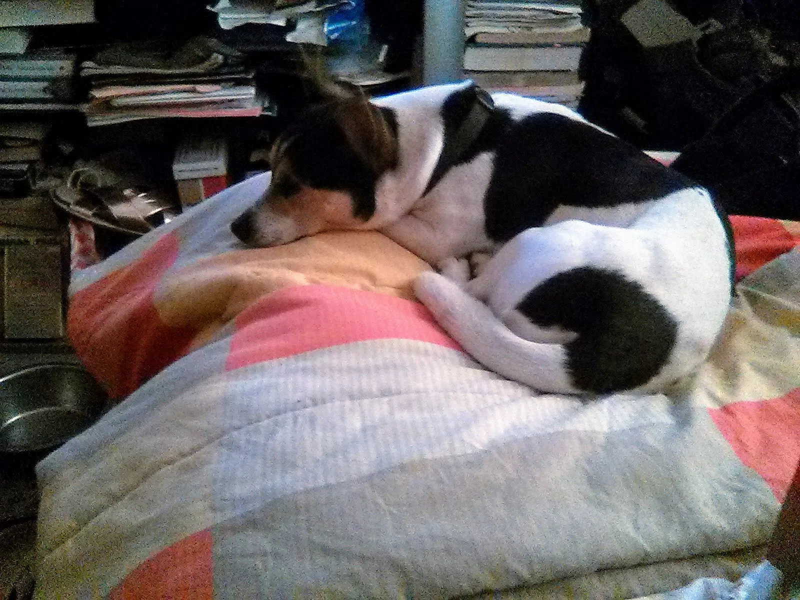 Lost dog in Cleveland, OH, 44105