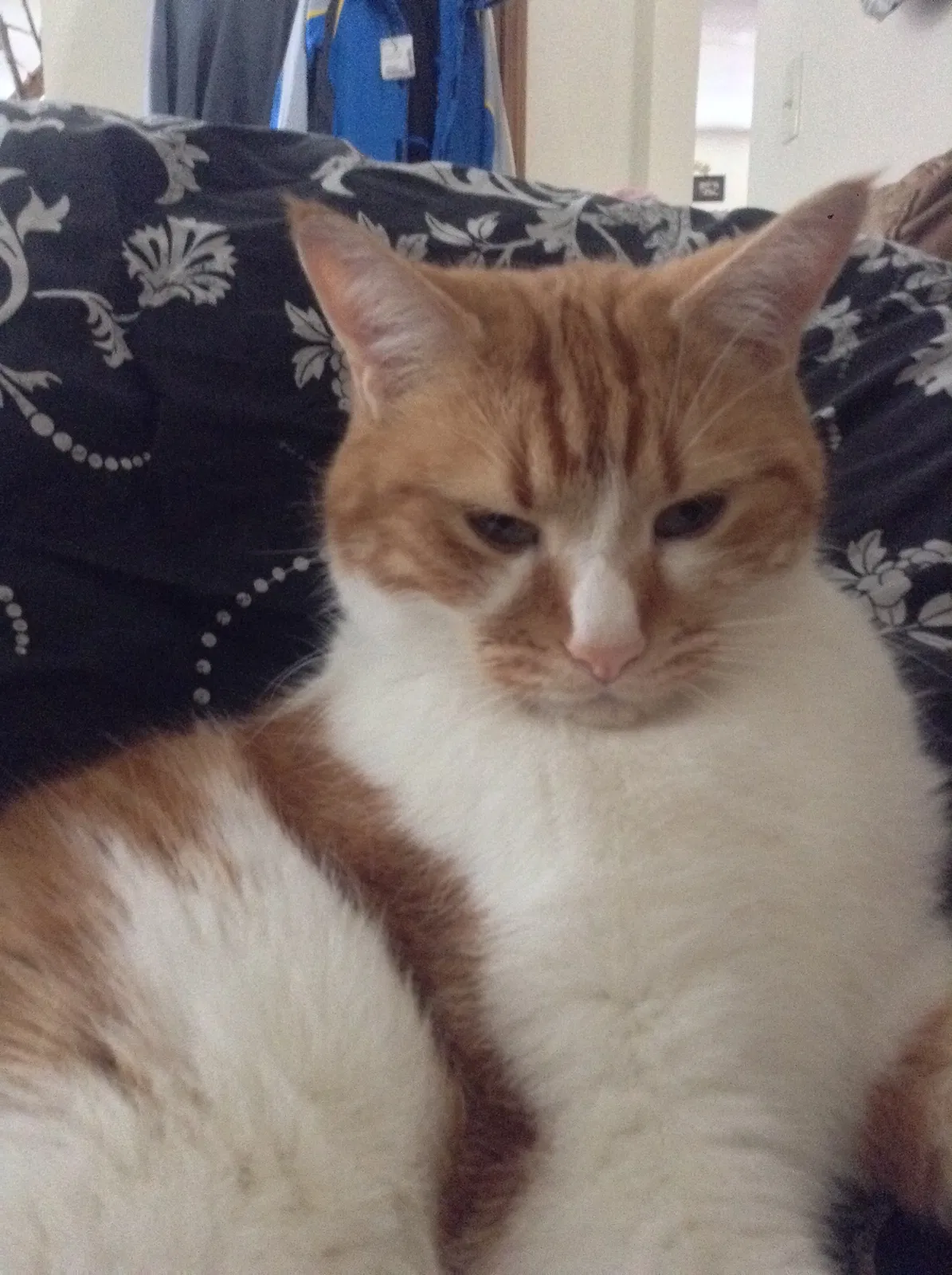Lost cat in Groton, MA, 1450