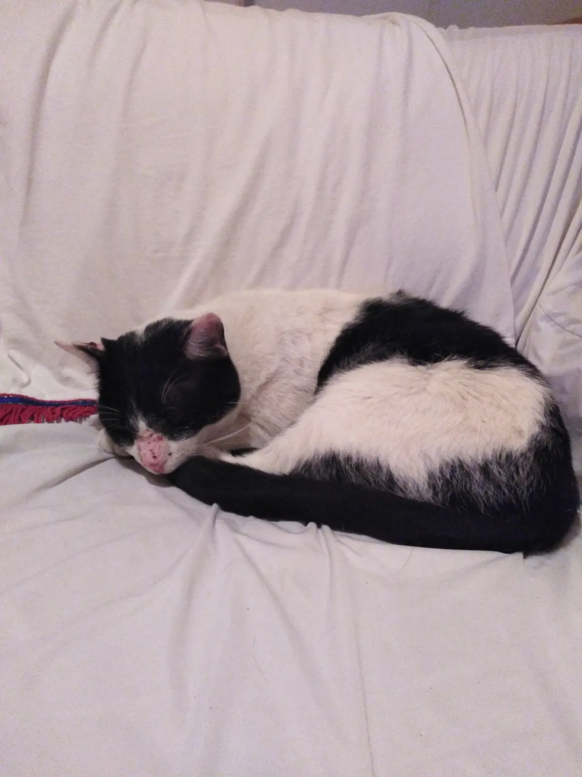 Lost cat in Loganville, GA, 30052