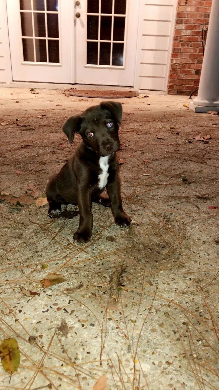 Lost dog in Hattiesburg, MS, 39402