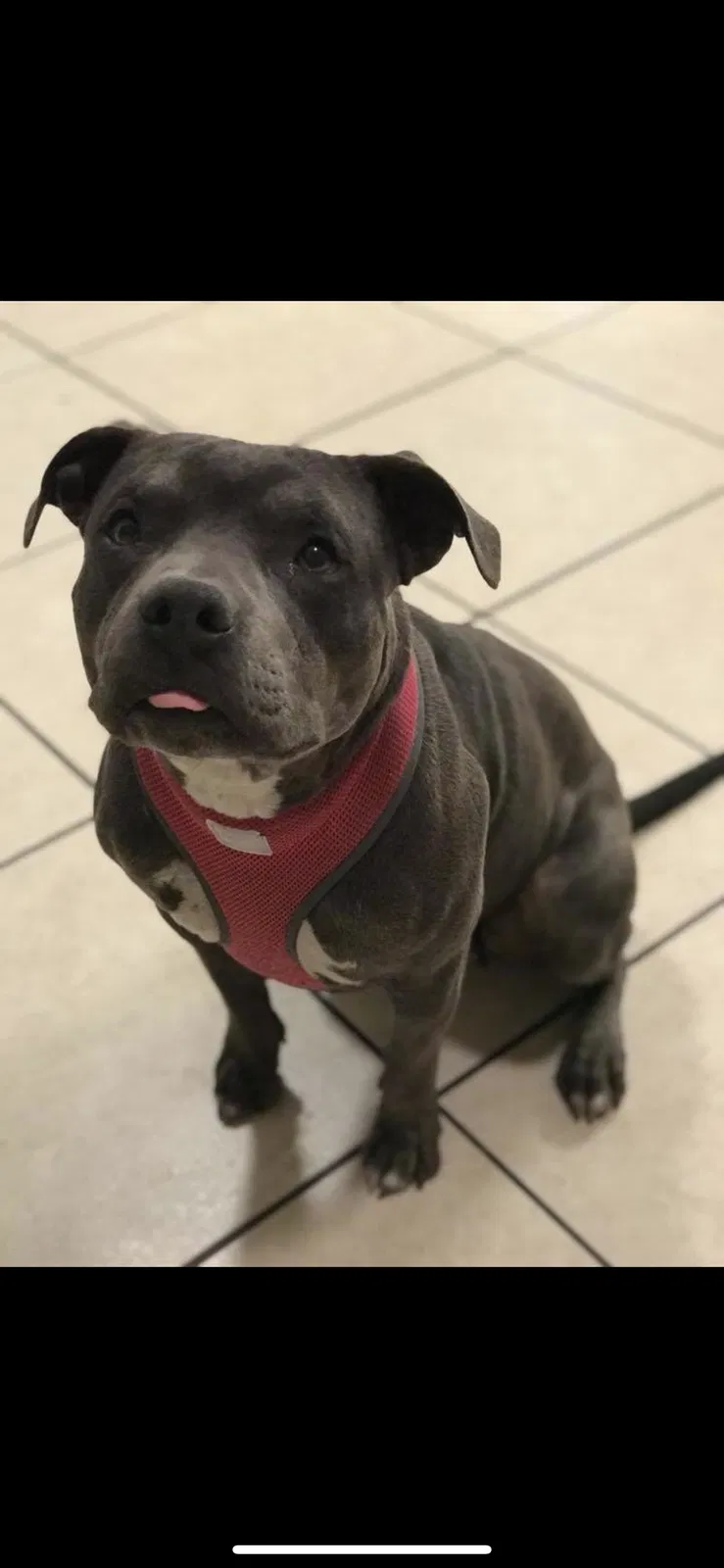 Lost dog in Tucson, AZ, 85713