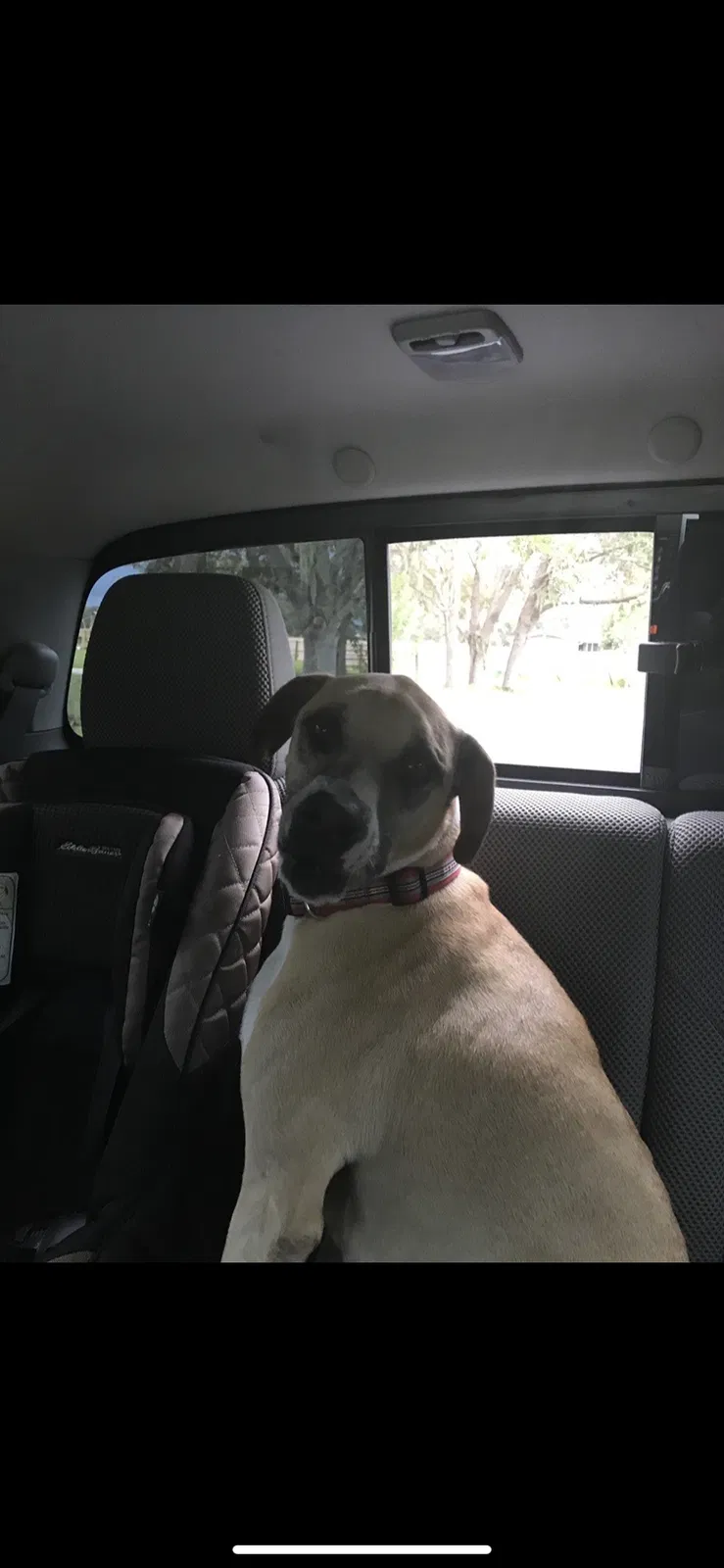 Lost dog in Davenport, FL, 33837