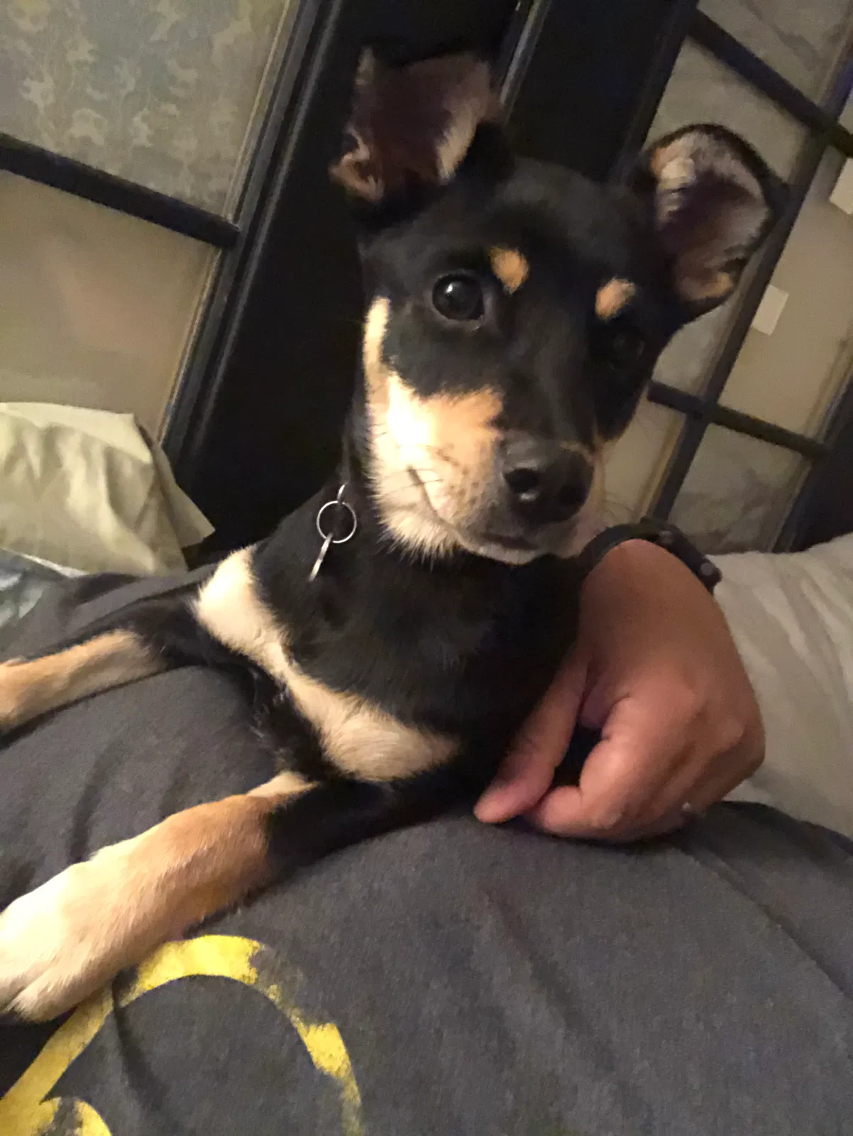 Lost dog in Beaumont, TX, 77706