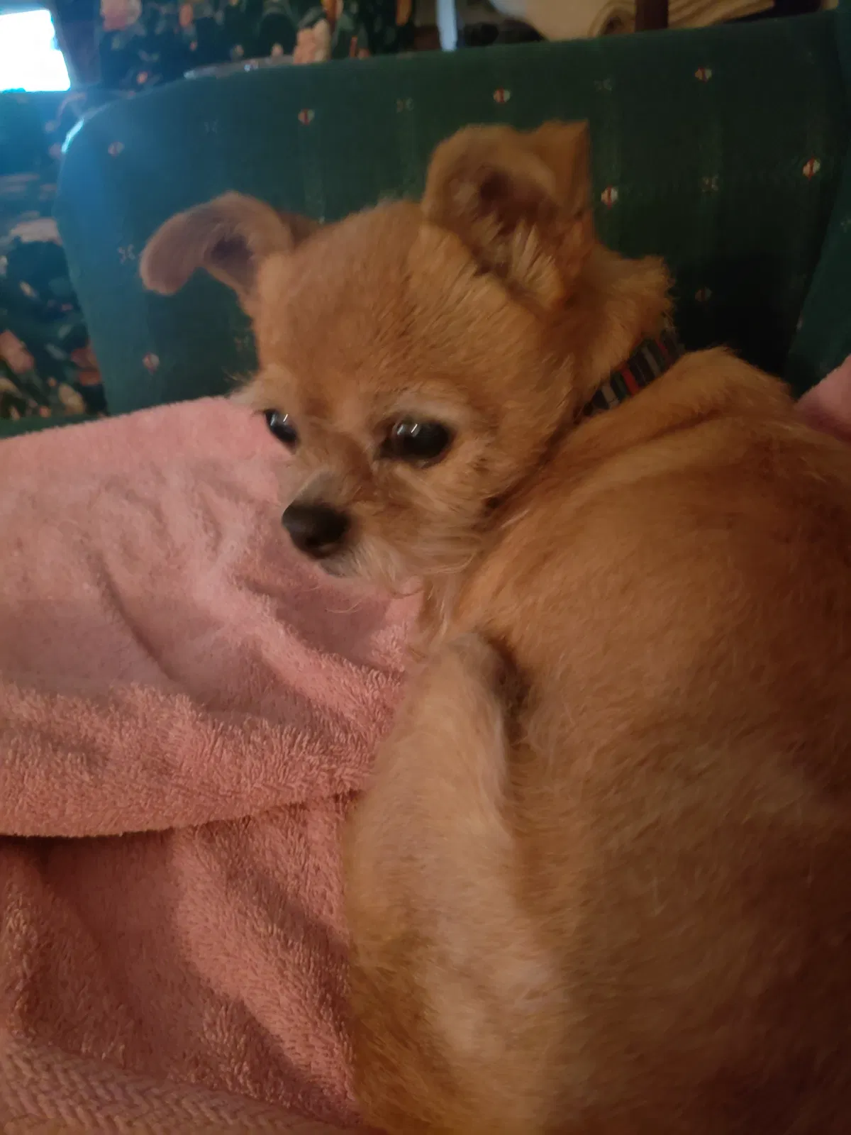 Lost dog in Memphis, TN, 38122