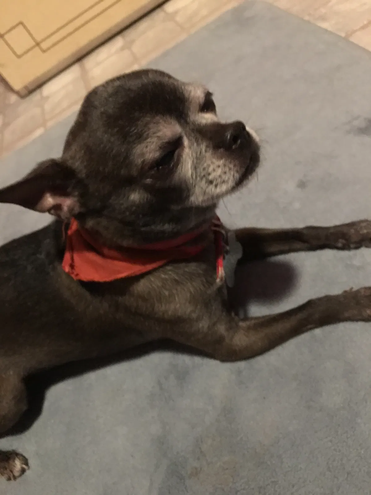 Lost dog in Phoenix, AZ, 85031