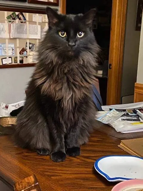 Lost cat in Knoxville, TN, 37917