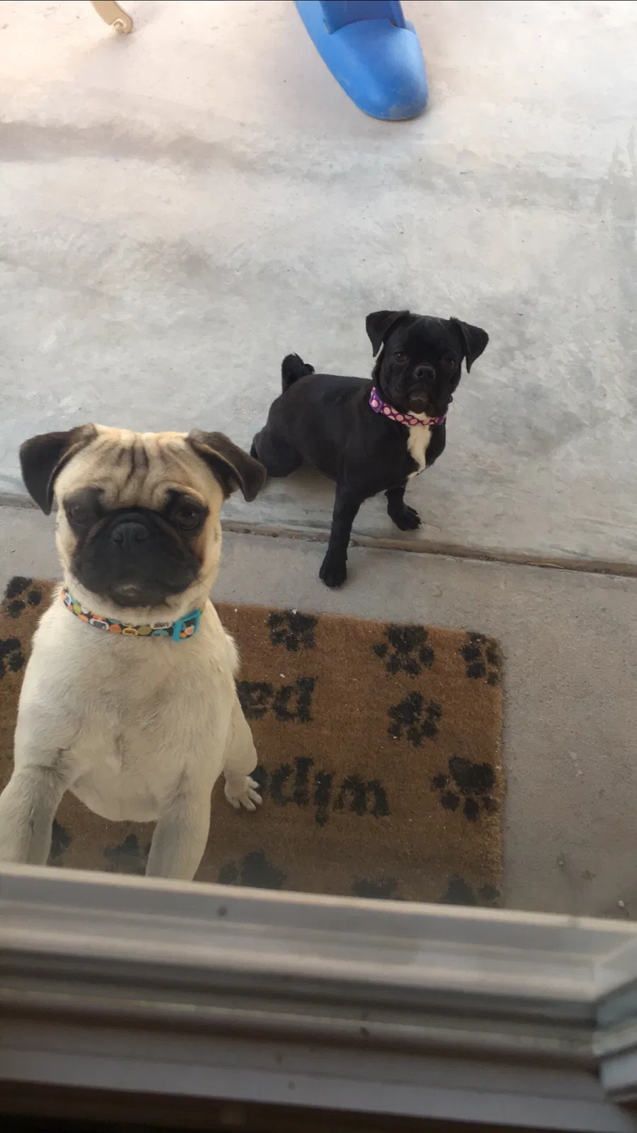 Lost dog in El Paso, TX, 79927