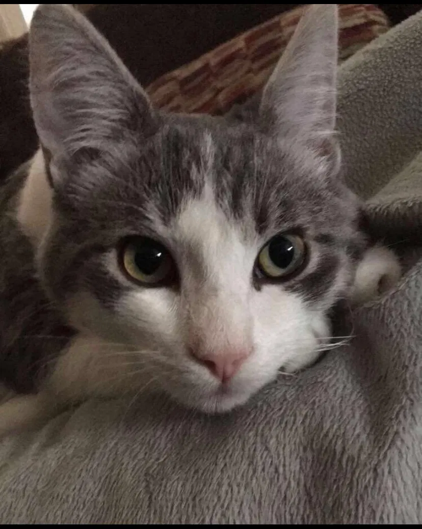 Lost cat in Rio Linda, CA, 95673