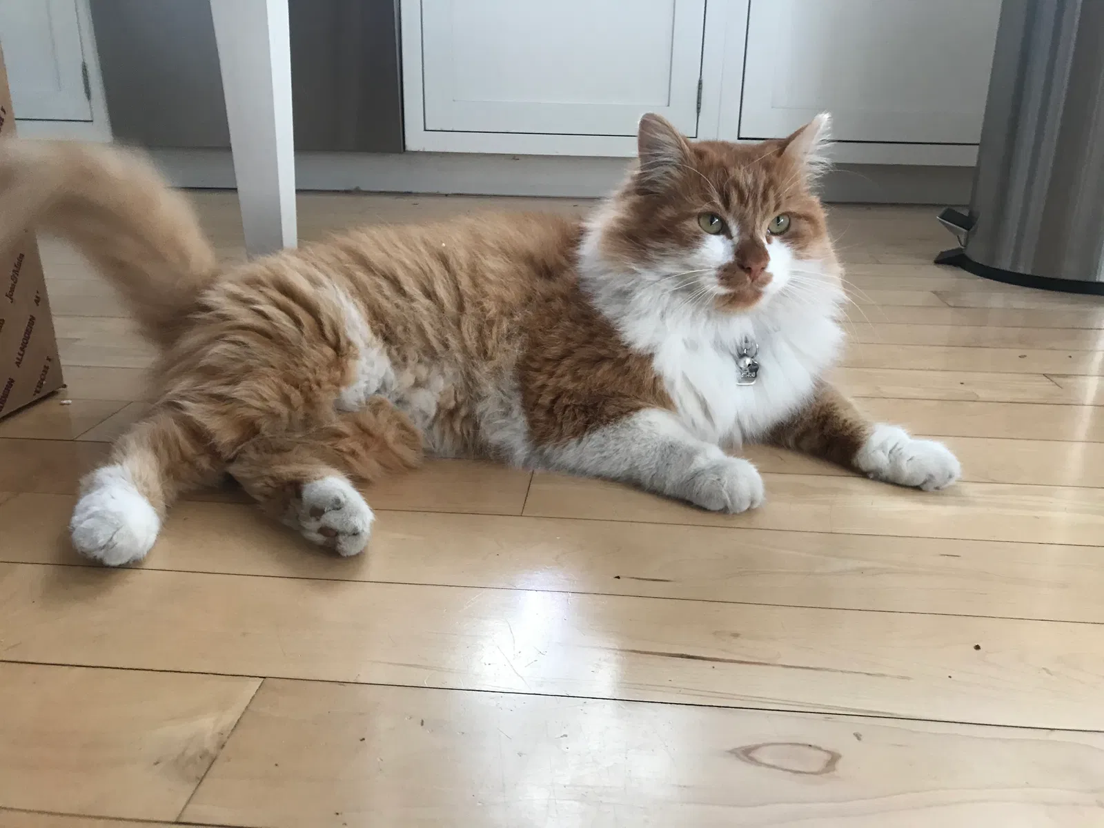Lost cat in Santa Rosa, CA, 95404
