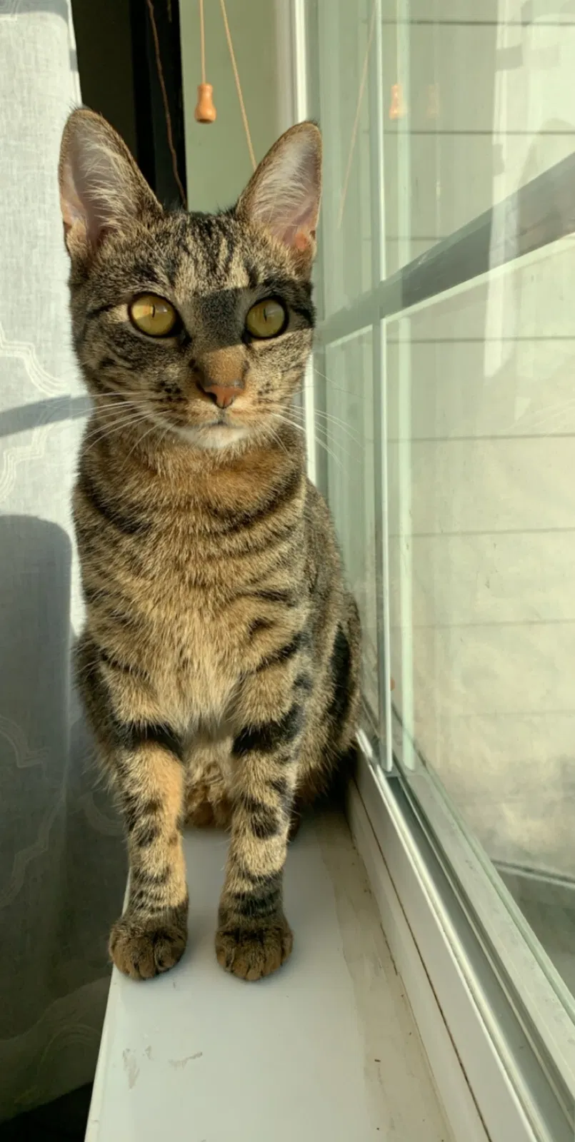 Lost cat in Richmond, TX, 77469