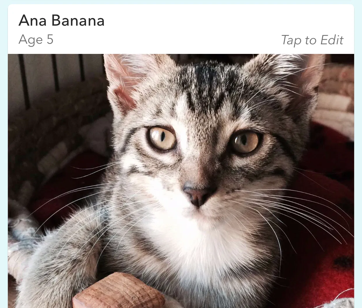 Lost cat in Oxnard, CA, 93035