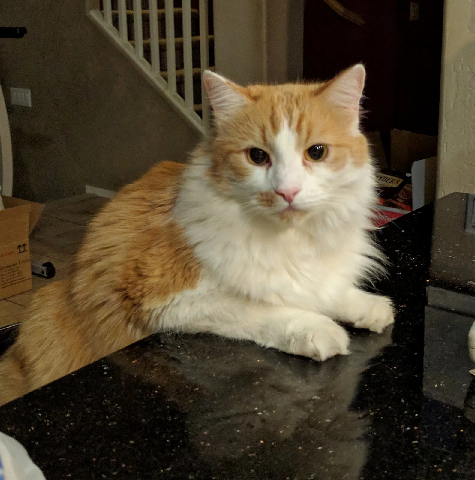 Lost cat in Gilbert, AZ, 85295
