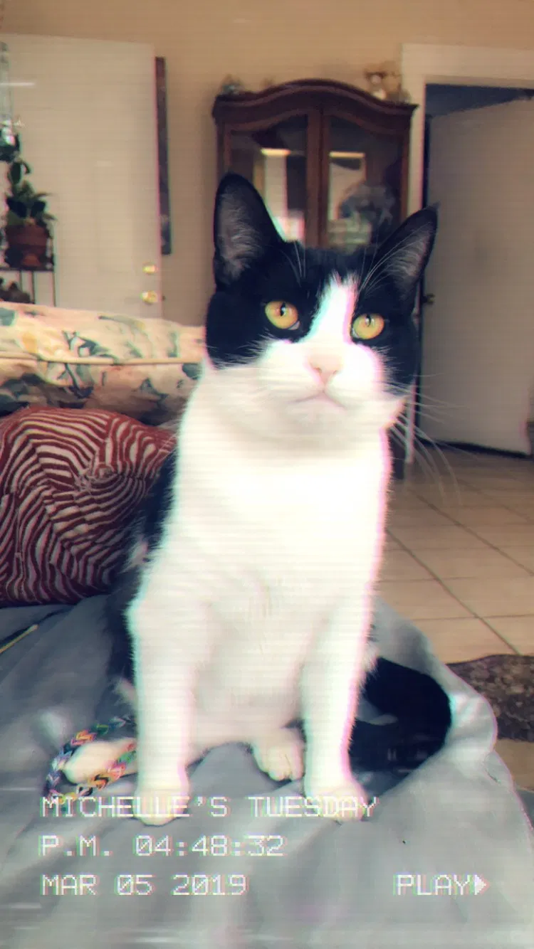Lost cat in West Haven, CT, 6516
