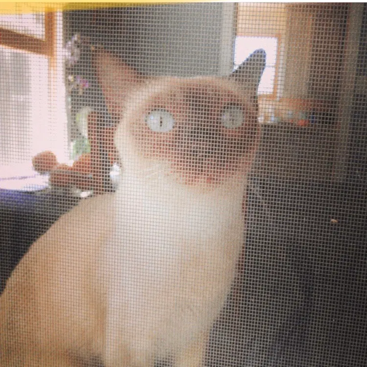 Lost cat in Long Beach, CA, 90815