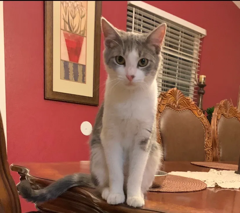 Lost cat in Riverside, CA, 92503