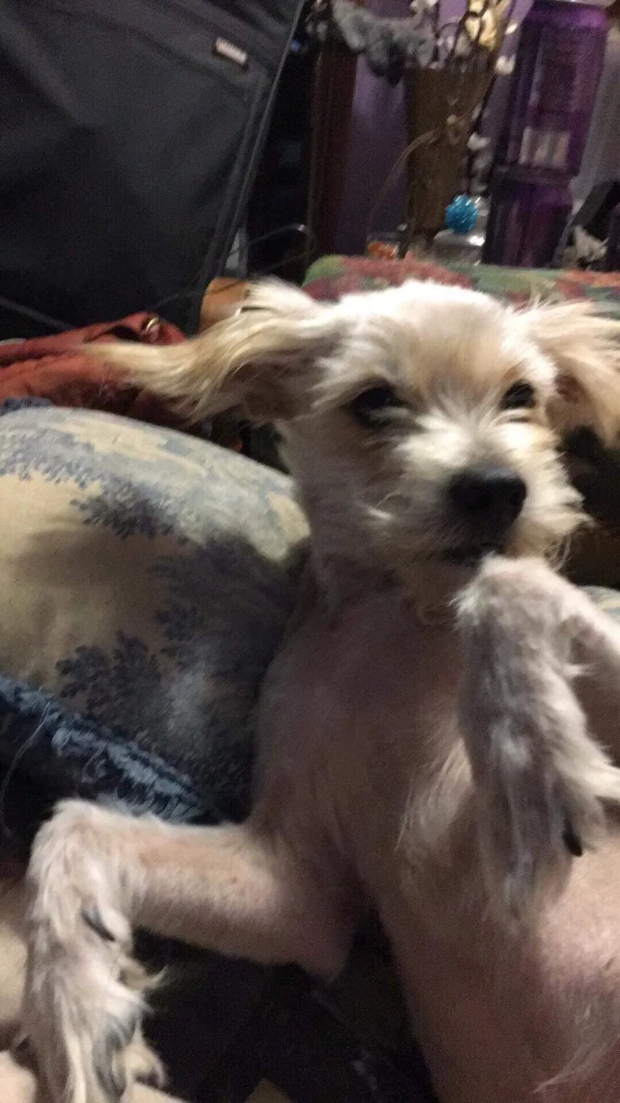 Lost dog in Kansas City, KS, 66102