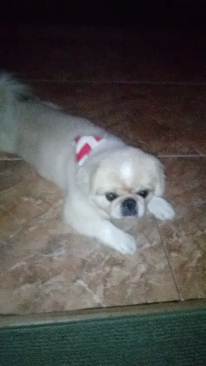 Lost dog in Hallandale, FL, 33009