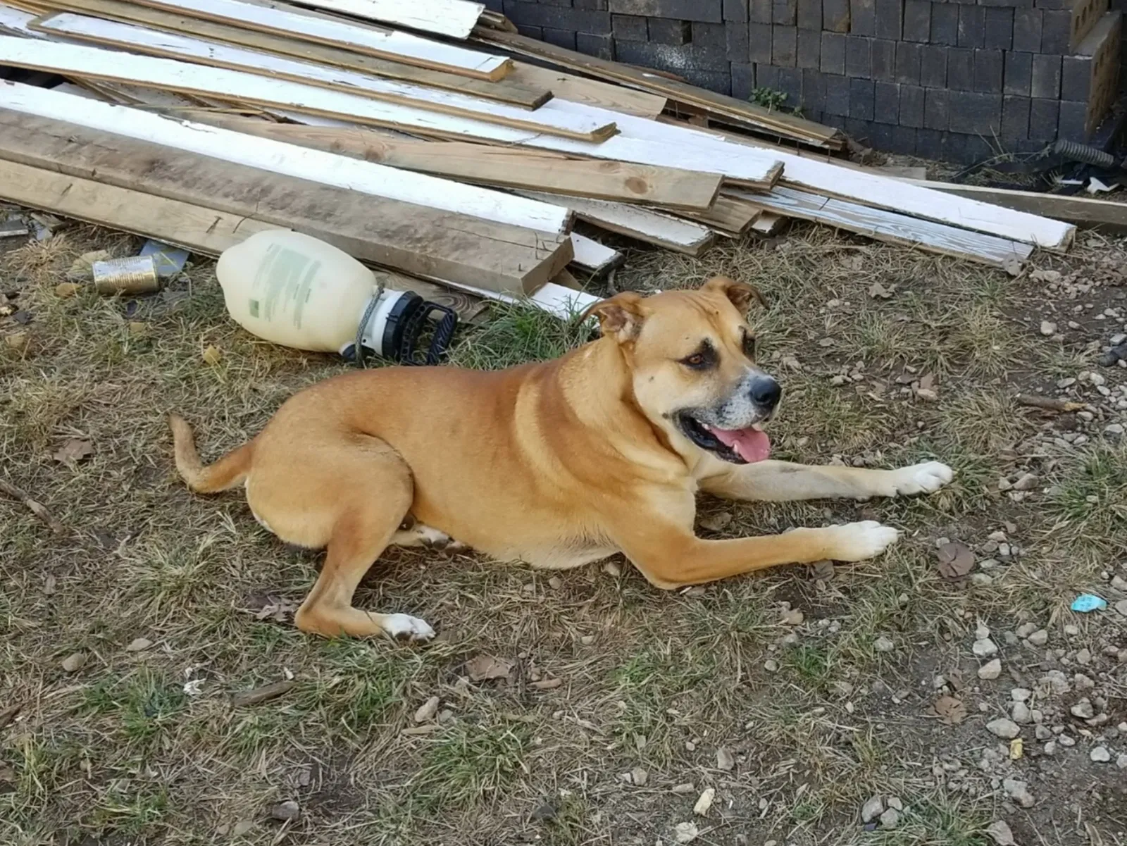 Lost dog in Lithonia, GA, 30058
