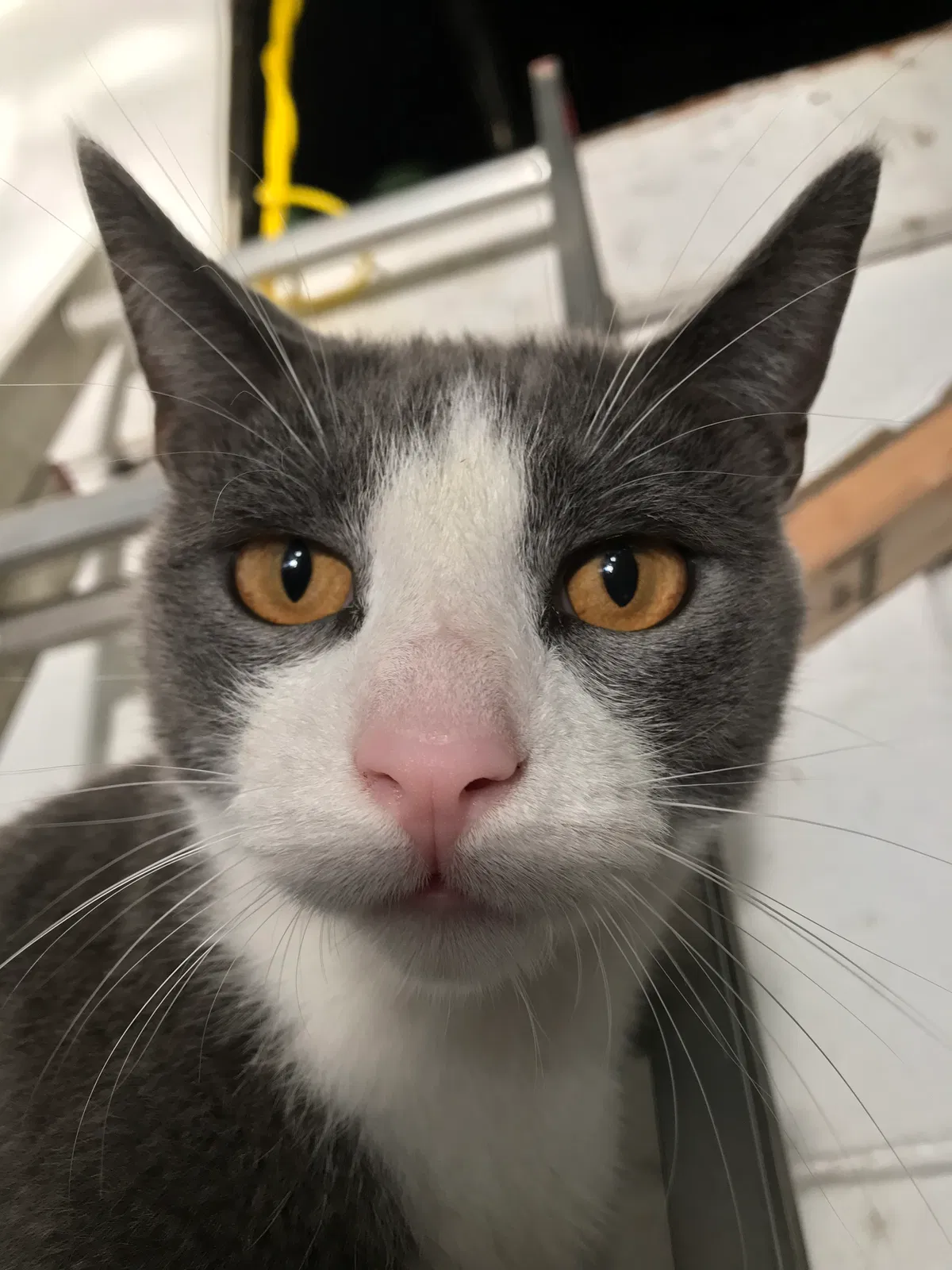 Lost cat in Skokie, IL, 60076