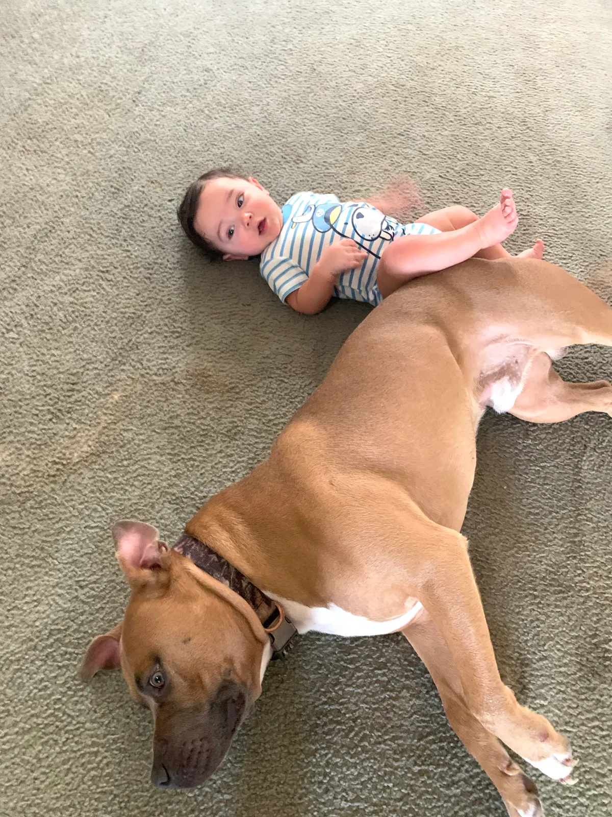 Lost dog in Killeen, TX, 76549