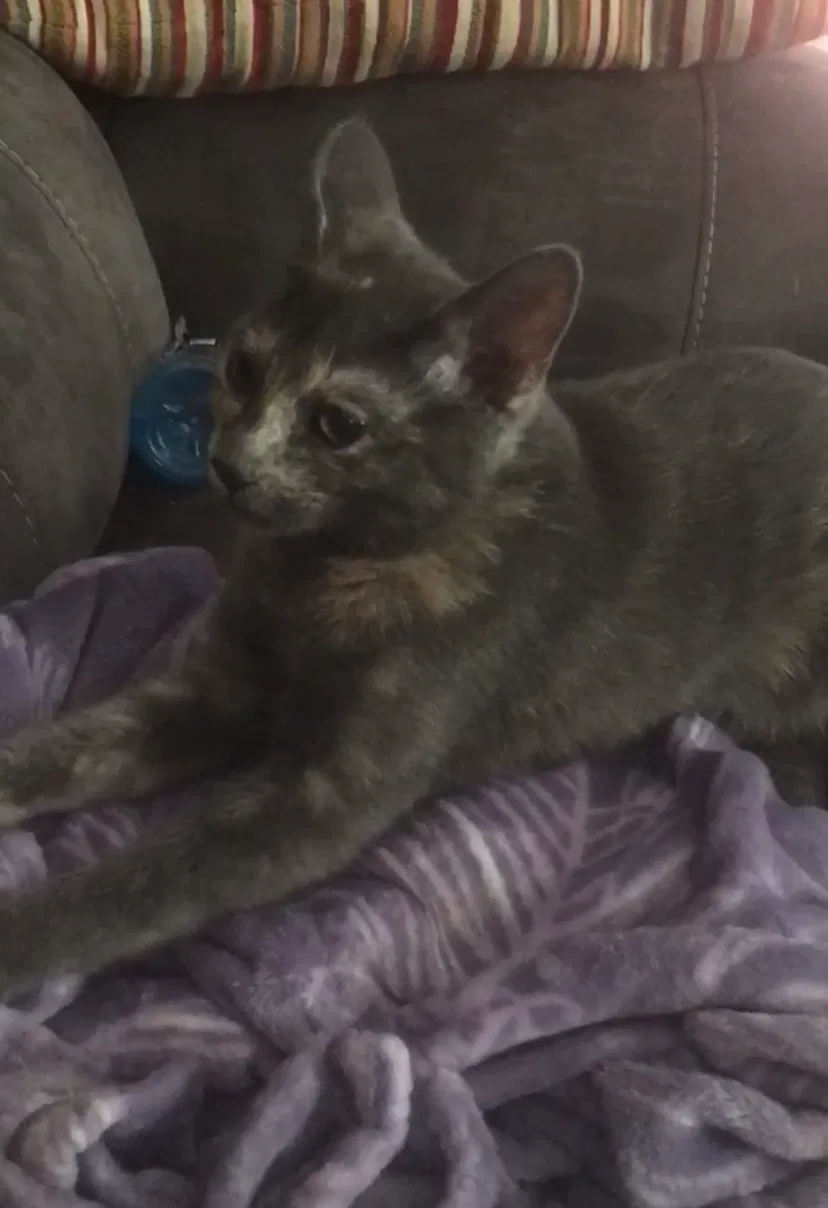 Lost cat in Flower Mound, TX, 75028