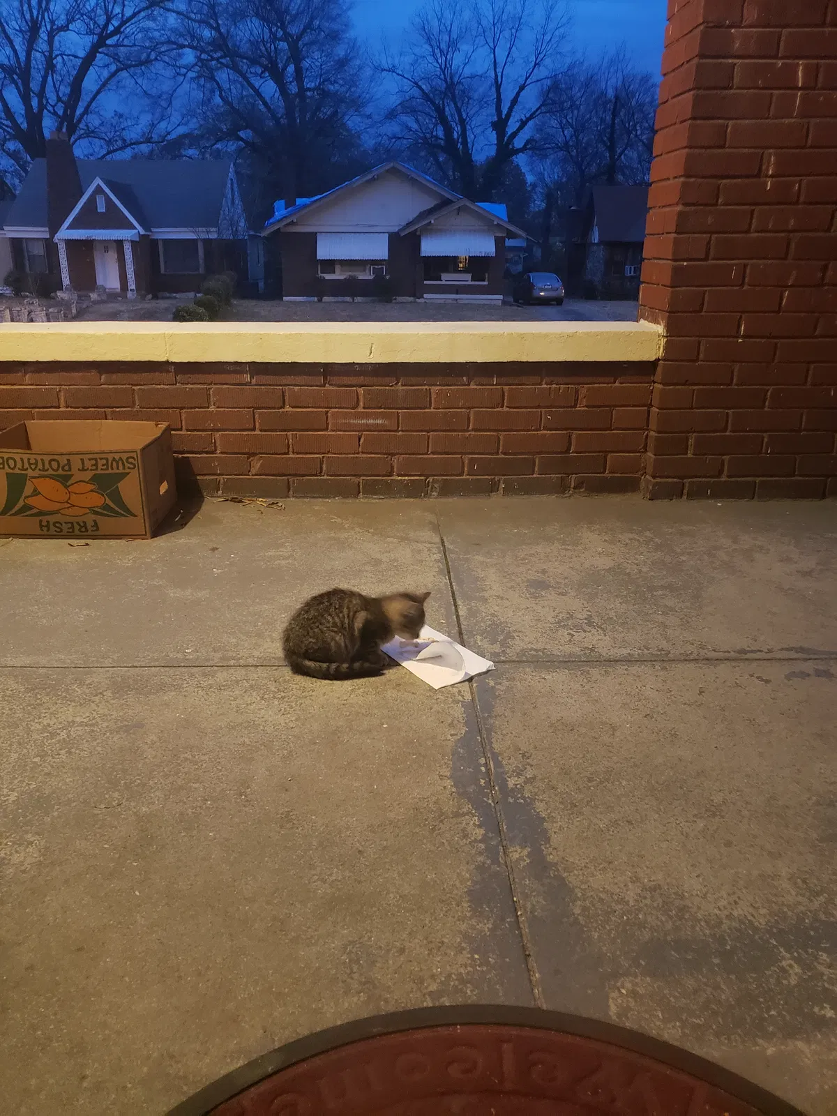 Found cat in Memphis, TN, 38106