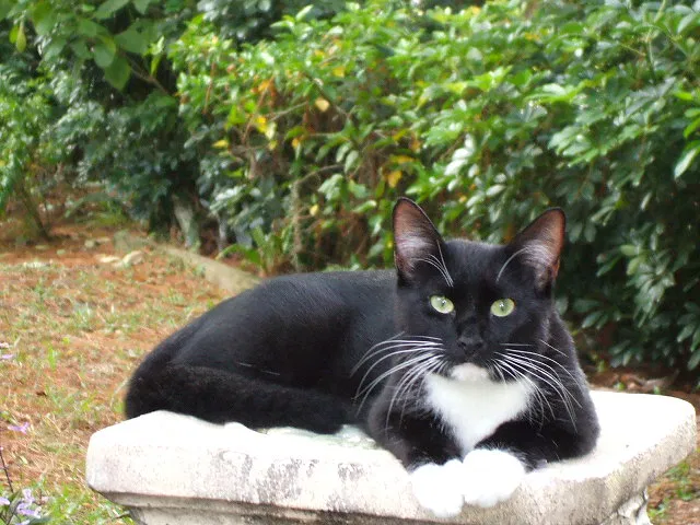 Lost cat in Sarasota, FL, 34232