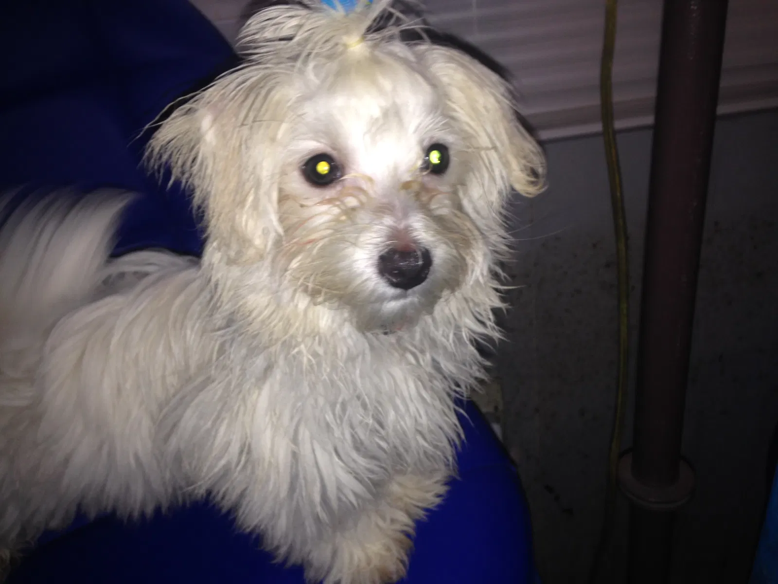Lost dog in Columbus, OH, 43224