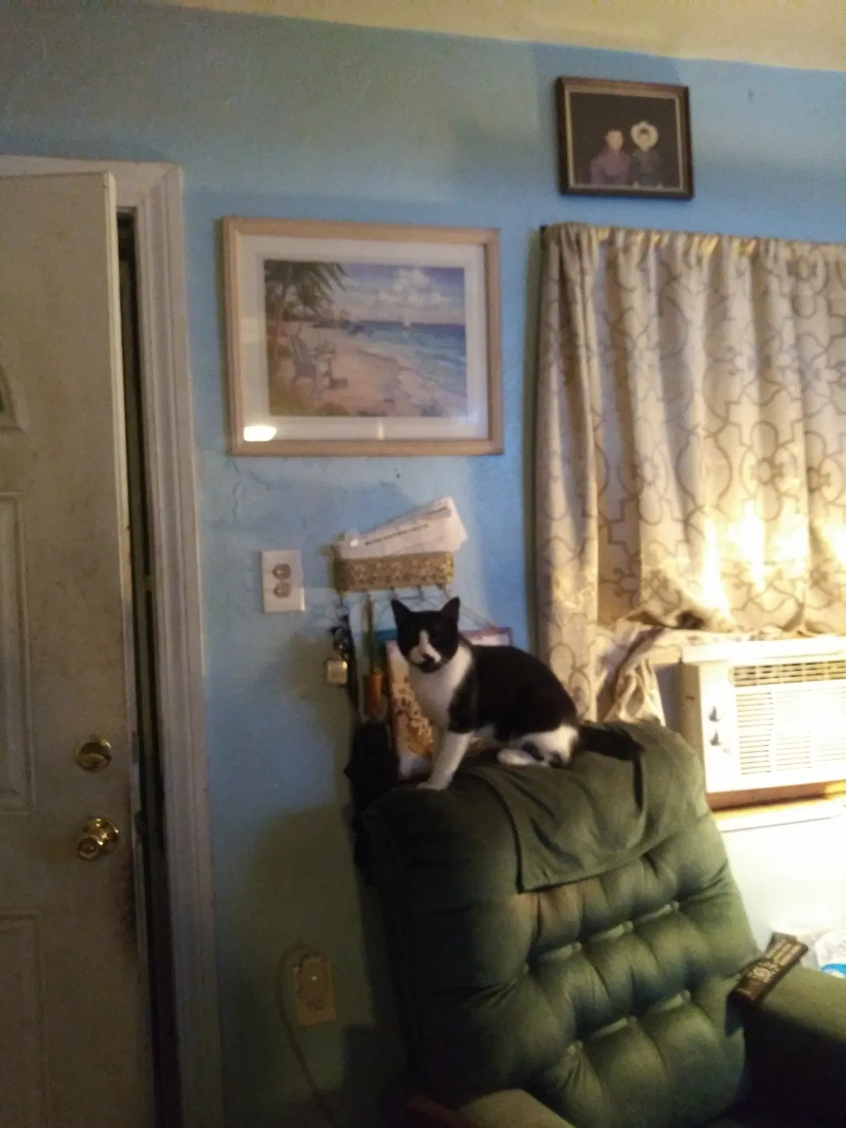 Lost cat in Pinellas Park, FL, 33781