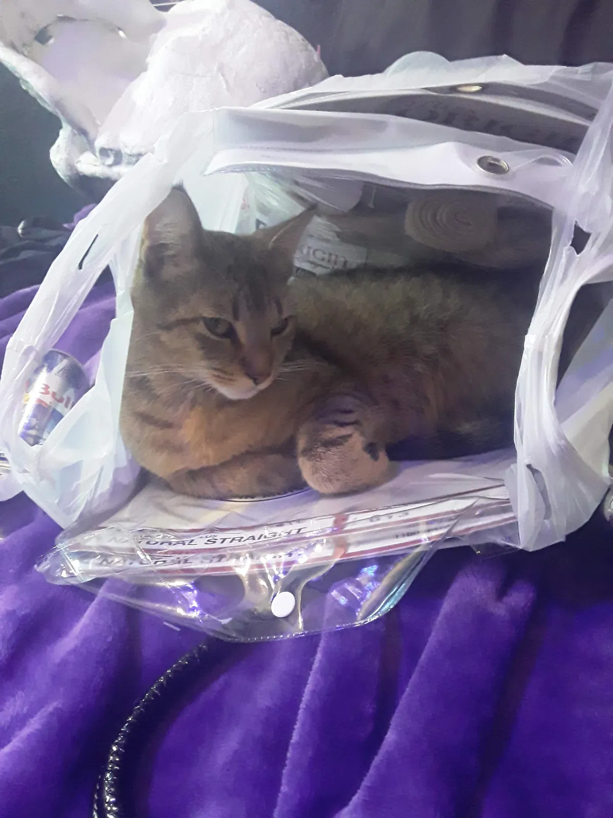 Lost cat in New Albany, IN, 47150
