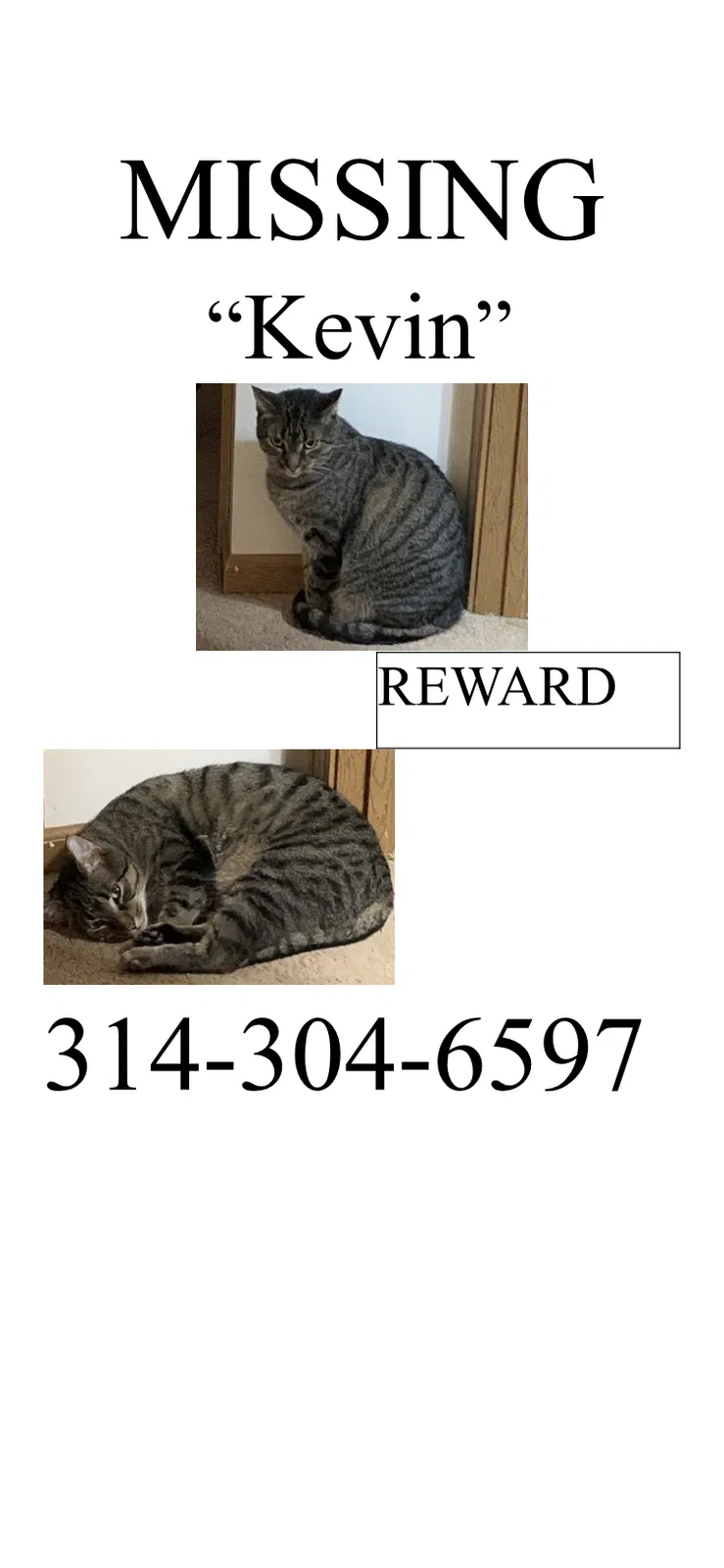 Lost cat in Saint Peters, MO, 63376