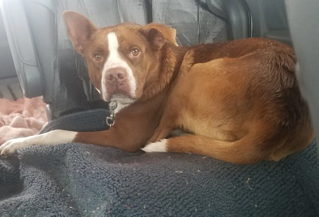 Found dog in Saint James, MO, 65559