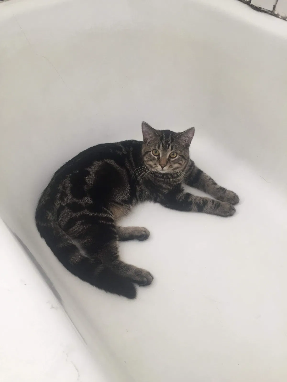 Lost cat in Bismarck, ND, 58501