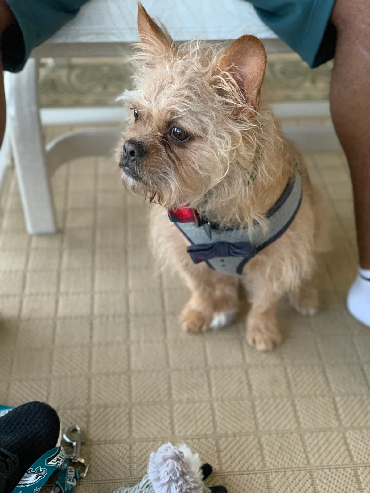 Lost dog in Saint Augustine, FL, 32092