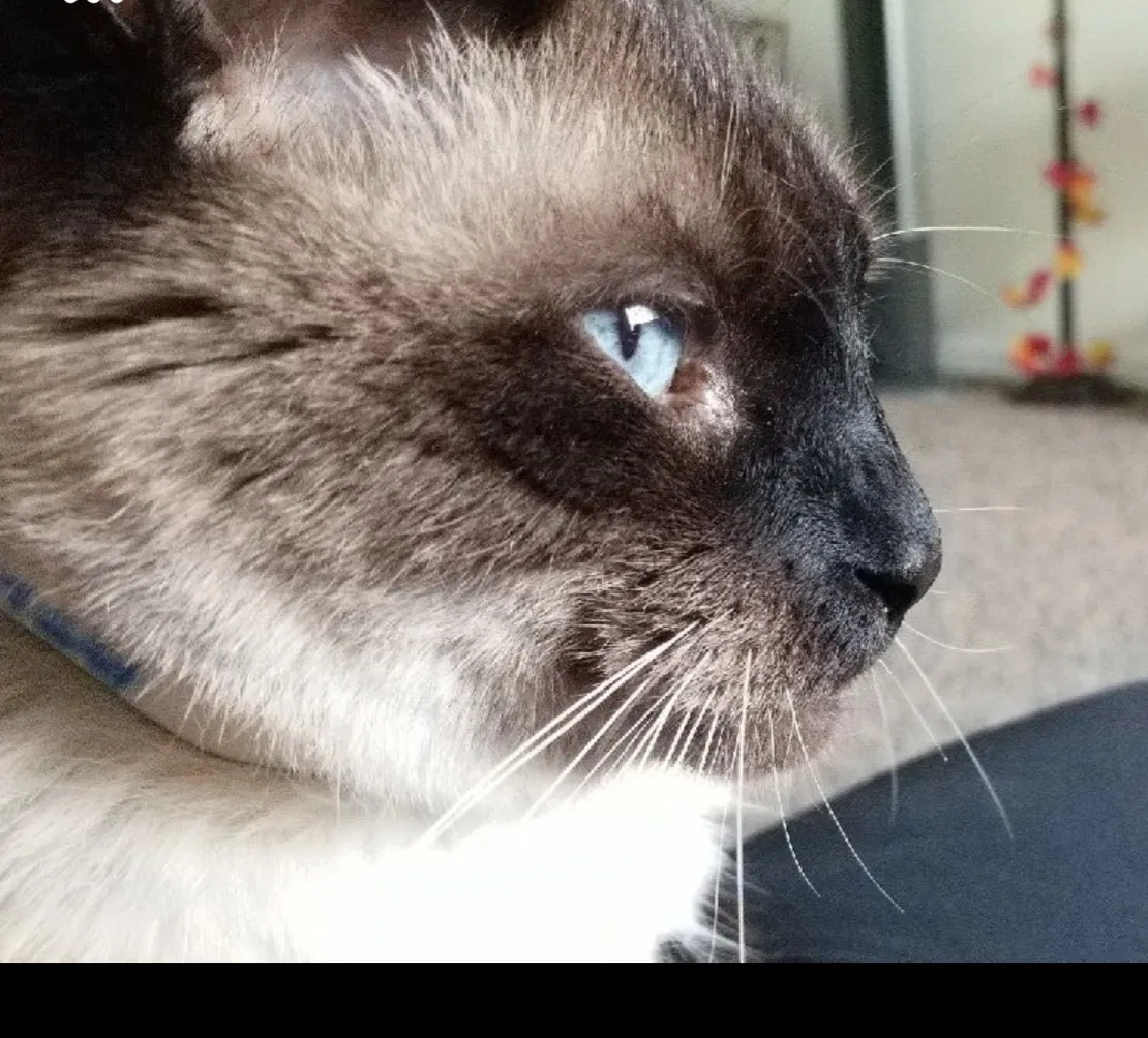 Lost cat in Phoenix, AZ, 85053
