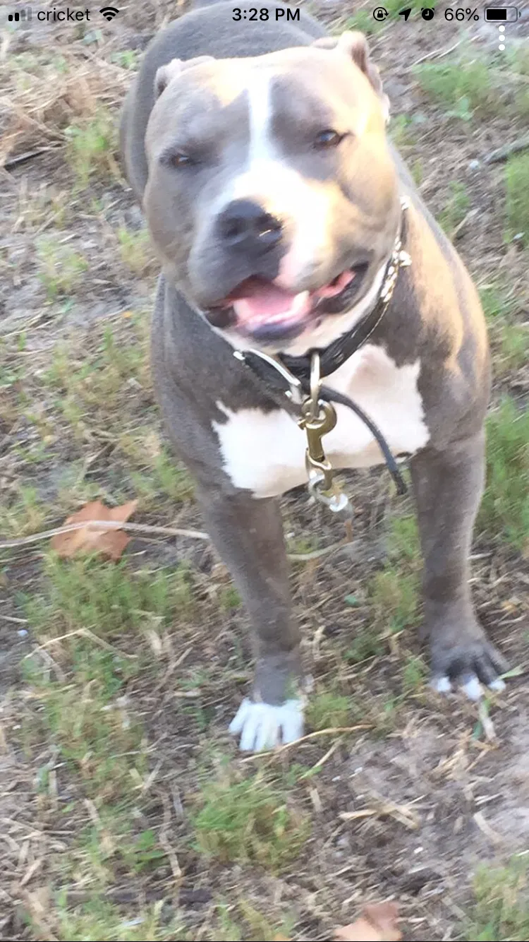 Lost dog in Holiday, FL, 34690