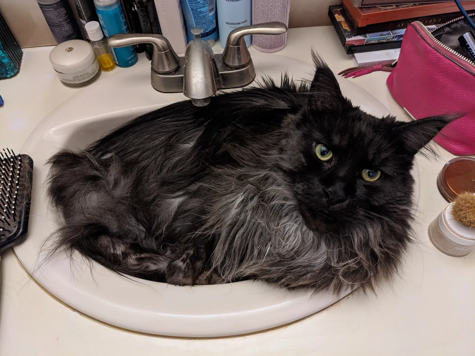 Lost cat in Unknown, CO, 804242